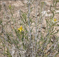 Mentzelia memorabalis