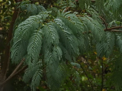Leucaena pulverulenta