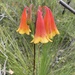 Blandfordia grandiflora - Photo (c) remarkabell, μερικά δικαιώματα διατηρούνται (CC BY-NC)