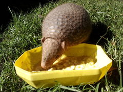 Chacoan Naked-Tailed Armadillo photo 2