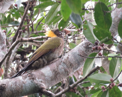 Chrysophlegma flavinucha