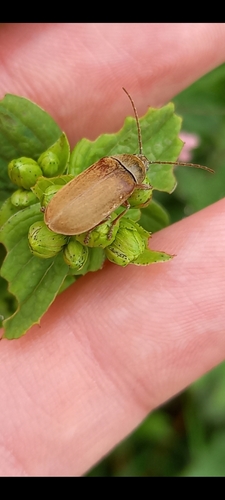kvetár zelenkastý (Dascillus cervinus)