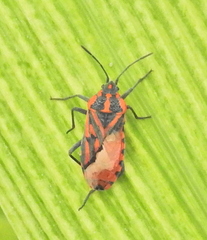 Spilostethus crudelis