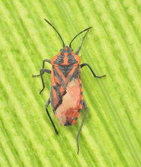 Spilostethus crudelis