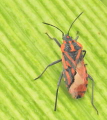 Spilostethus crudelis