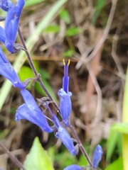 Salvia cacaliifolia, photograph (c) Angel R., some rights reserved (CC BY)