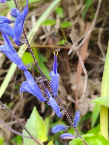 Image of Salvia cacaliifolia by (c) Angel R., some rights reserved (CC BY)