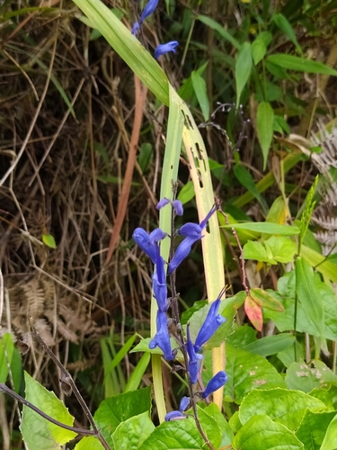 Image of Salvia cacaliifolia by (c) Angel R., some rights reserved (CC BY)