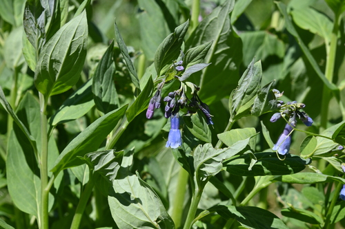 Mertensia ciliata var. ciliata