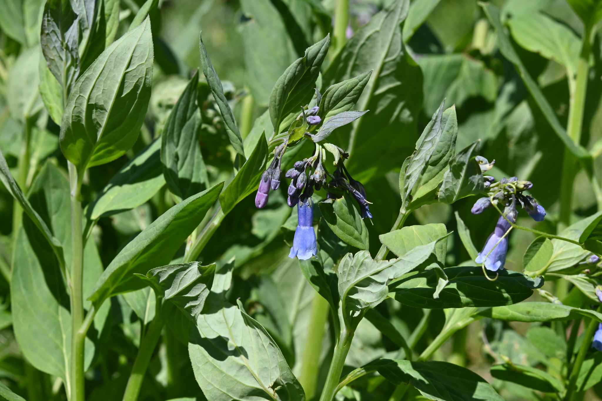 Mertensia ciliata var. ciliata