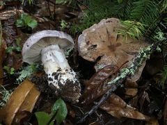 Cortinarius lilacinocolossus