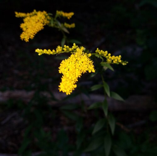 Solidago juncea iNat (3)
