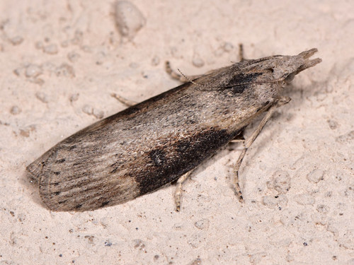 Theresian Moth