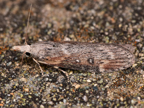 Theresian Moth