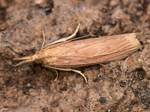 Ematheudes punctella