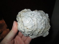 Ostrea compressirostra