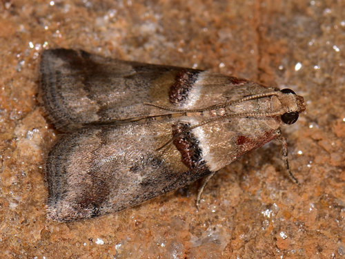 Acrobasis tumidana (Denis & Schiffermüller), 1775