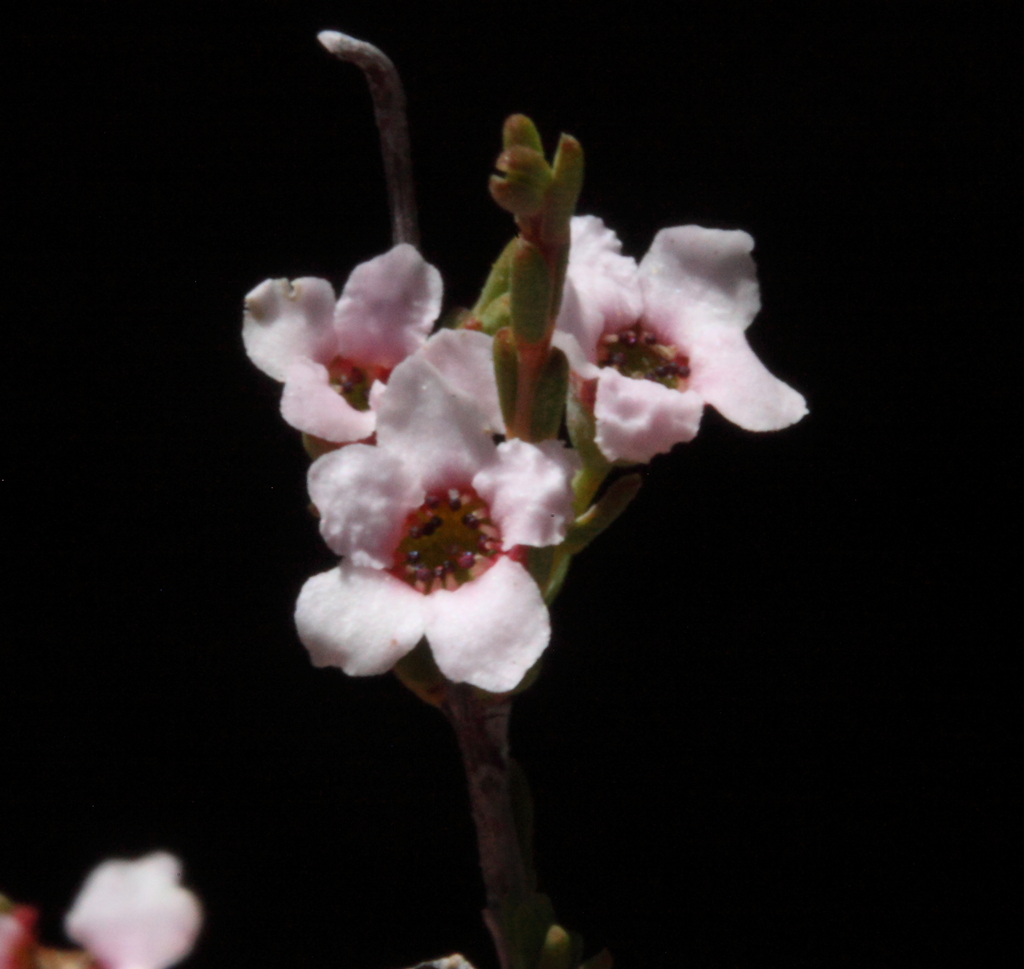 Ericomyrtus drummondii