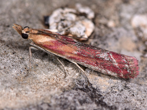 Representative image of Ancylosis cinnamomella