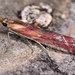 Ancylosis cinnamomella - Photo (c) Paolo Mazzei, μερικά δικαιώματα διατηρούνται (CC BY-NC), uploaded by Paolo Mazzei