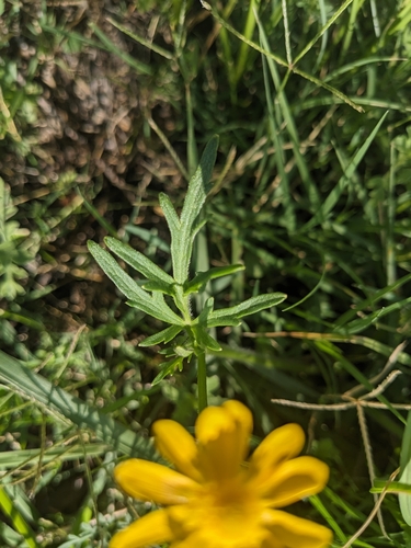 Image of Ranunculus macranthus by (c) Alina Martin, some rights reserved (CC BY)