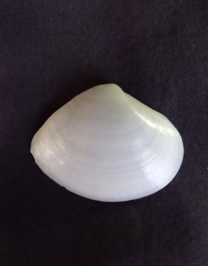 Parkes's Trough Shell