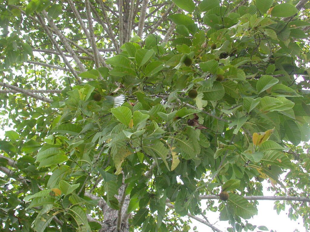 Breonia chinensis (Breonia chinensis)