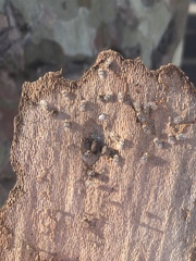 Sciocoris sideritidis