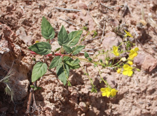 redclay suncup (Camissonia parryi)