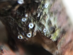 Stictis radiata image