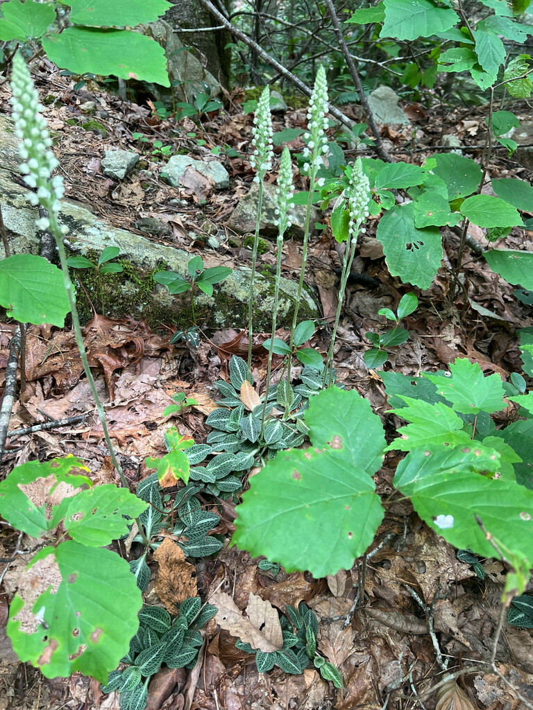 Downy rattlesnake plantain (Goodyera pubescens)