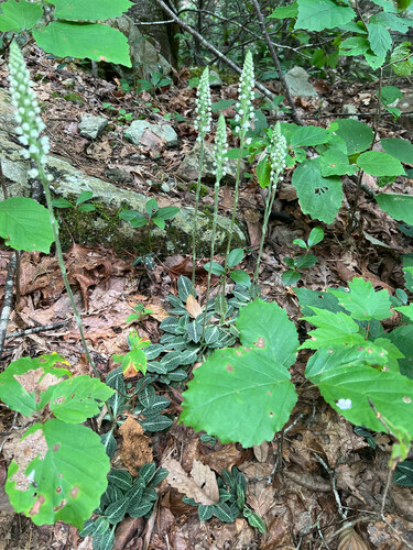 Downy rattlesnake plantain (Goodyera pubescens)