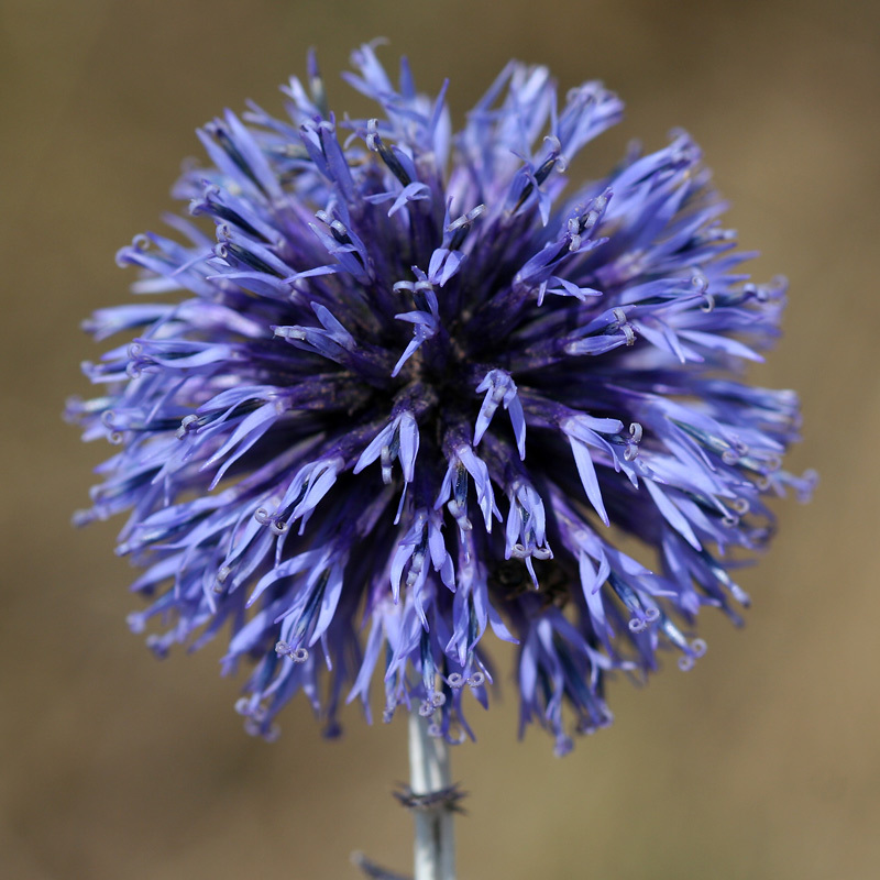 Echinops ritro