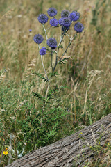 Echinops ritro ruthenicus