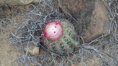Melocactus peruvianus