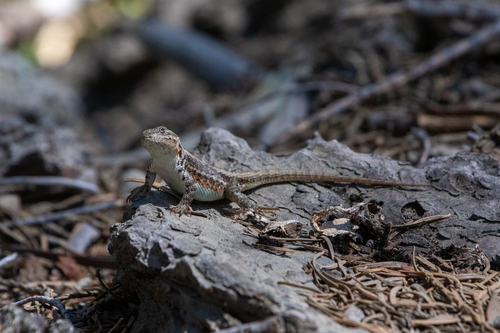 iNaturalist observation photo of Western Sagebrush Lizard