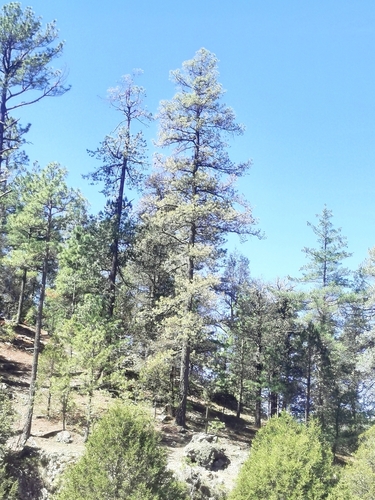 Chihuahuan pine (Pinus leiophylla)