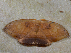 Callidrepana pulcherrima