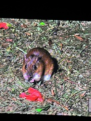 Steere's Spiny-Rat photo 2