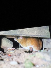 Steere's Spiny-Rat photo 5