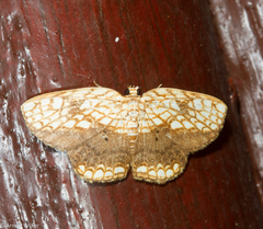 Drapetodes nummularia