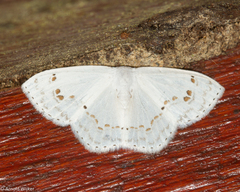 Teldenia specca