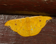 Tridrepana fulvata