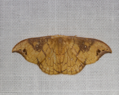Tridrepana brunneilinea