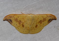 Tridrepana microcrocea