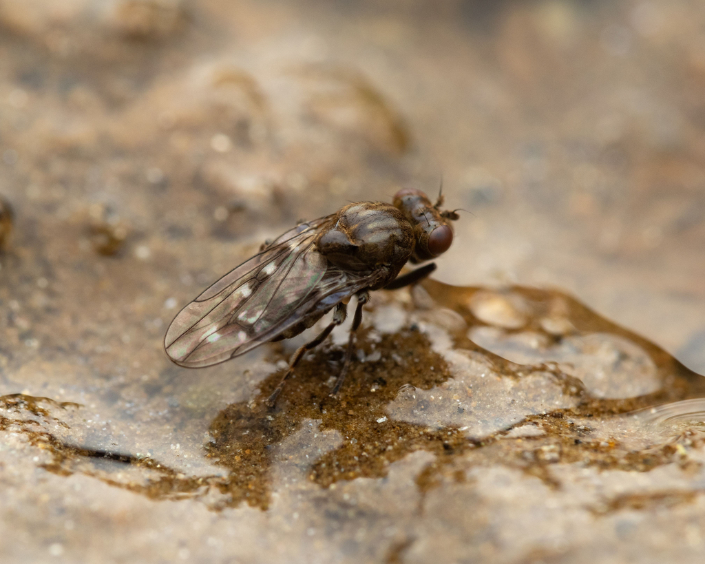 Parydra unituberculata