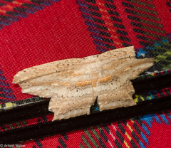 Phalacra buchsbaumi