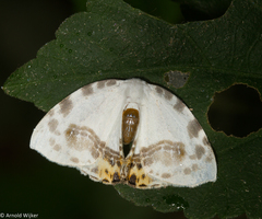 Sewa orbiferata