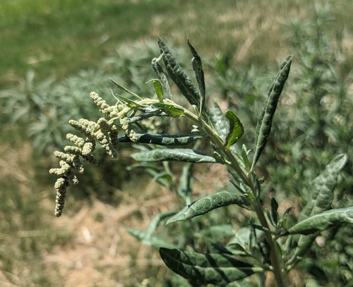 Wright's saltbush (Atriplex wrightii)