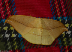Tridrepana argentistriga